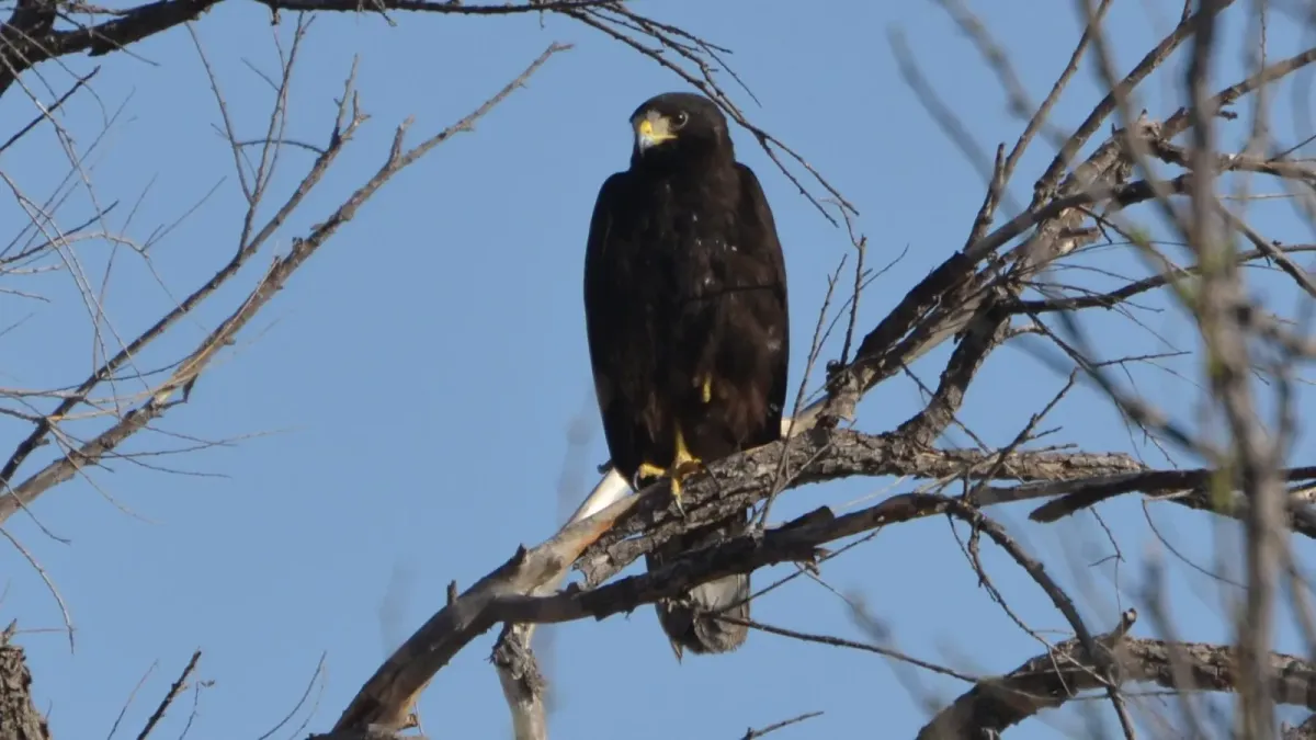 File:Buteo albonotatus, Arizona 3.jpg