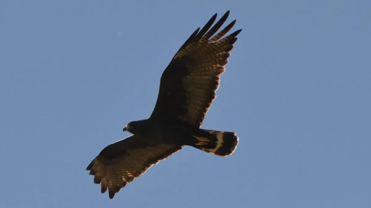 File:Buteo albonotatus, Arizona 4.jpg