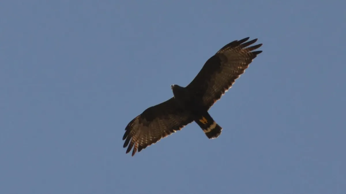 File:Buteo albonotatus, Arizona 5.jpg