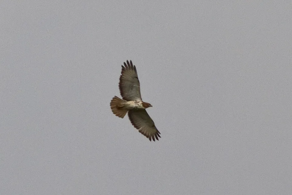 File:Buteo auguralis, Bamenda Highlands, Cameroon.jpg