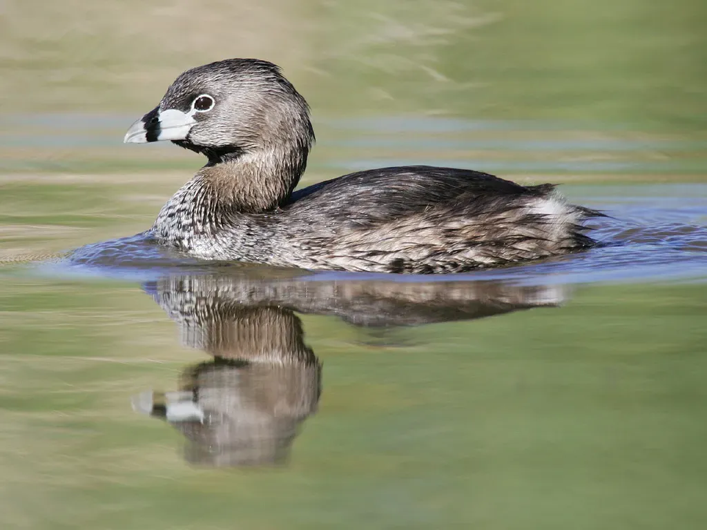 File:Podilymbus-podiceps-001.jpg