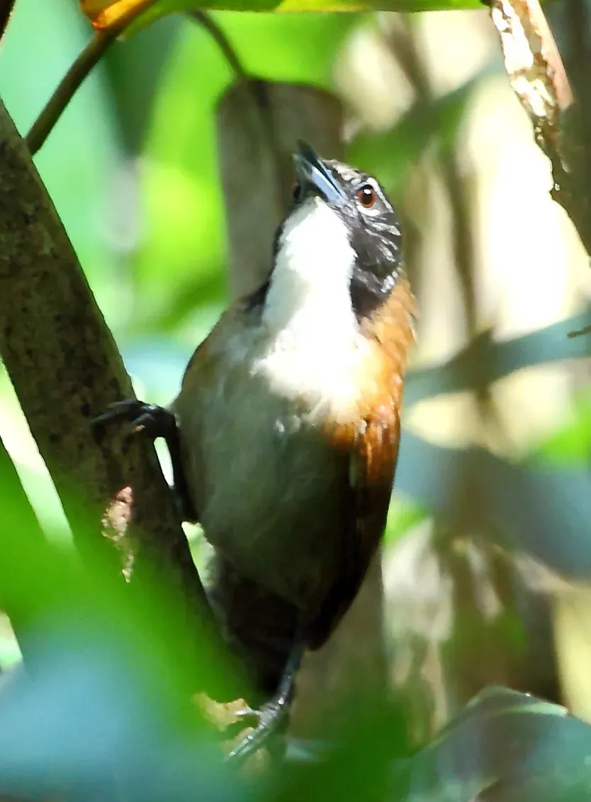 File:Pheugopedius coraya - Coraya wren.JPG