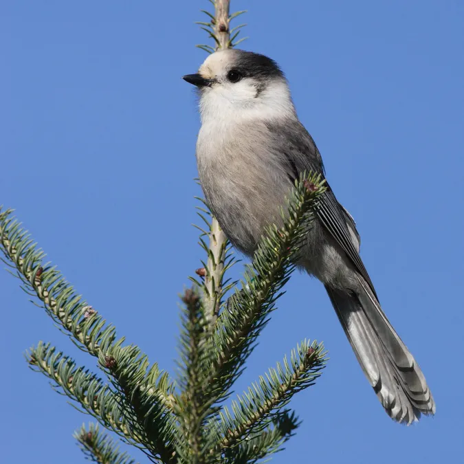 File:Perisoreus-canadensis-001.jpg