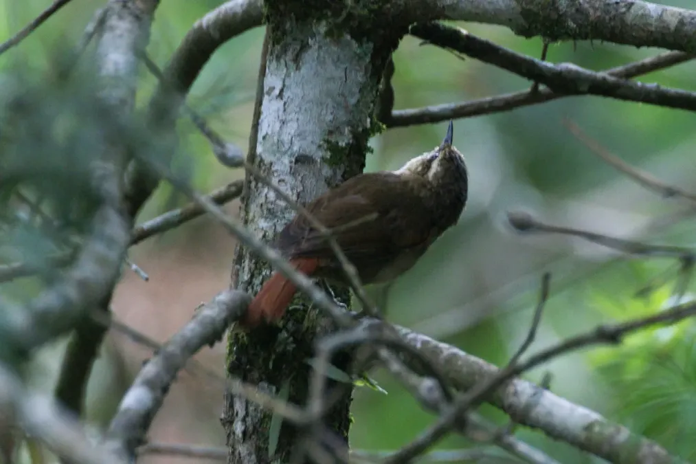 File:Olive Spinetail (Cranioleuca obsoleta) - "Arredio-oliváceo" (8218039608).jpg