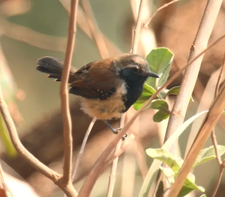 File:Formicivora rufa (male) - Rusty-backed antwren (male).jpg