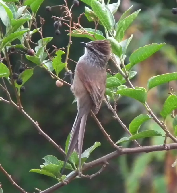File:Tijeral - Leptasthenura aegithaloides.jpg