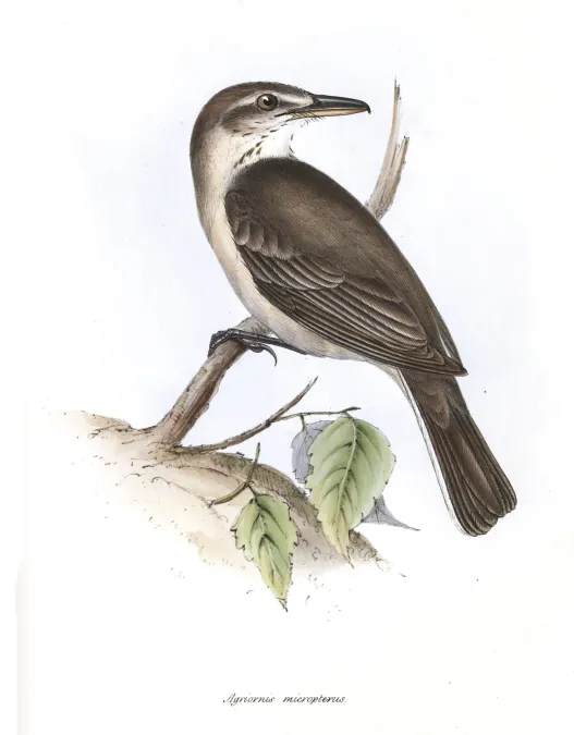File:Agriornis micropterus.jpg