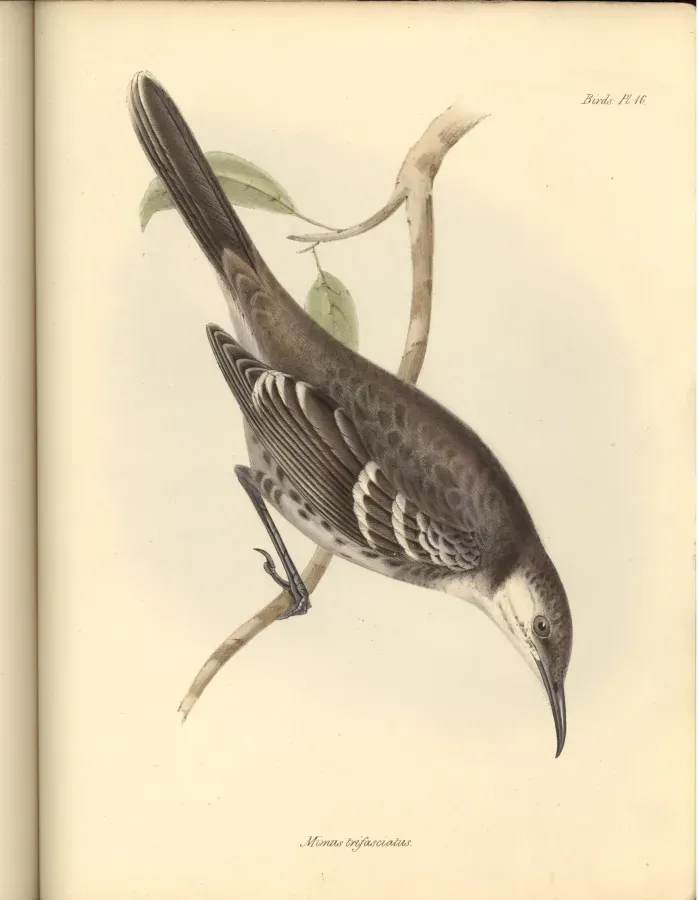 File:Mimus trifasciatus.jpg