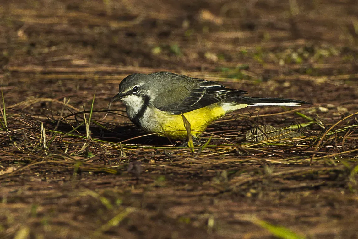 File:Motacilla flaviventris, eastern Madagascar.jpg