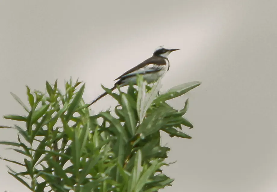 File:Motacilla samveasnae, Cambodia 1.jpg