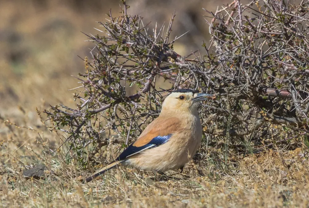File:Mongolian Ground Jay (Podoces hendersoni) - Хулан жороо (16566349299).jpg