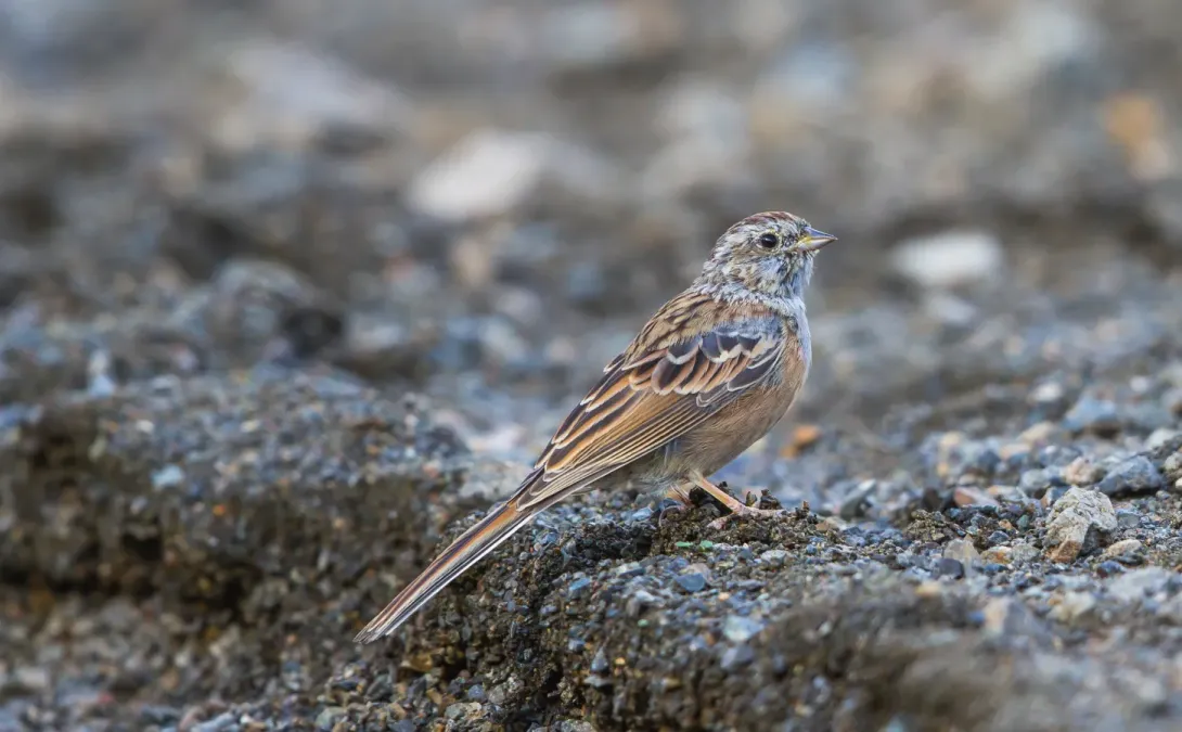 File:Godlewski's Bunting (Emberiza godlewskii) (16804118611).jpg