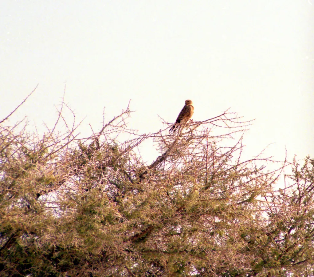File:Falco rupicoloides 19990804 JoRoRe.jpg