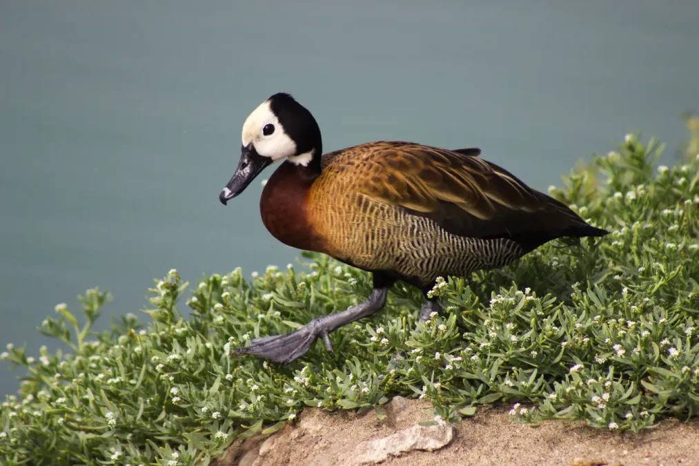 File:Dendrocygna viduata 2.jpg