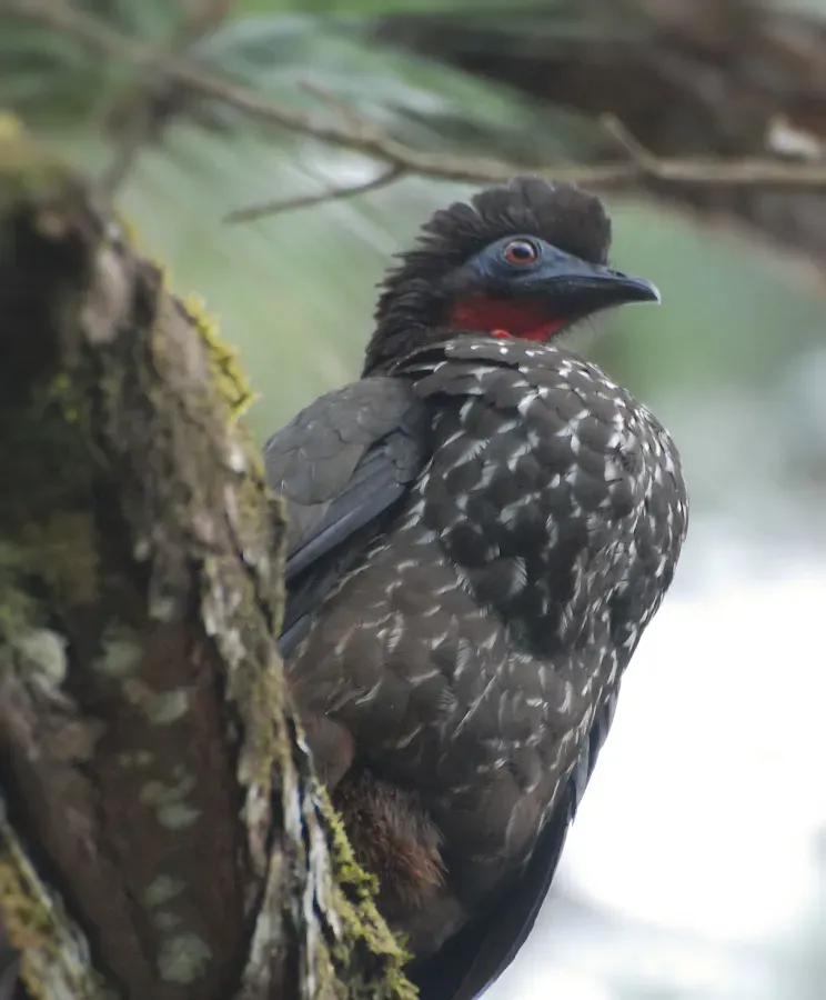 File:Penelope purpurascens 2.jpg