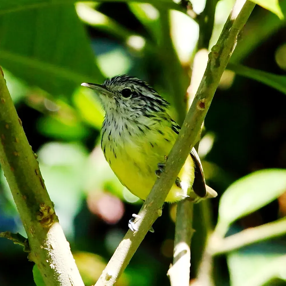 File:Terenura maculata - Streak-capped antwren (male).JPG