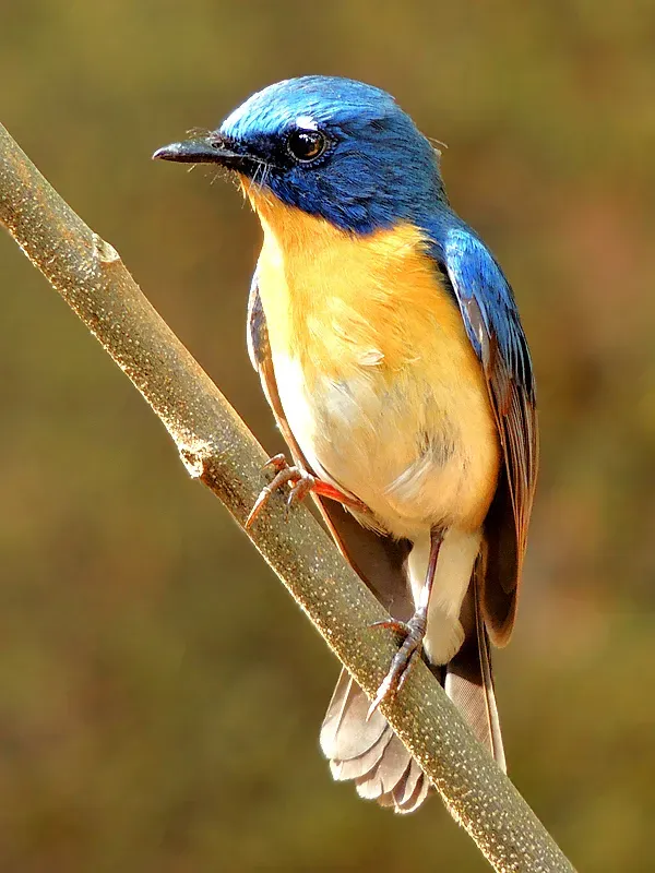 File:Tickell's blue flycatcher (Cyornis tickelliae) Photograph By Shantanu Kuveskar.jpg
