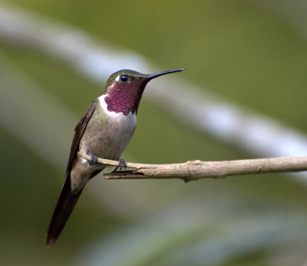 File:Calliphlox amethystina (male).jpg