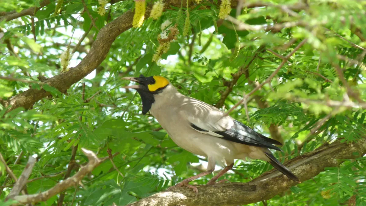File:Wattled Starling (Creatophora cinerea) (6017306206).jpg