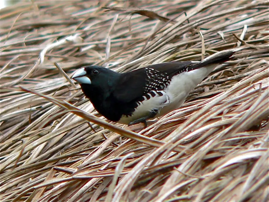 File:Black-and-white Mannikin (Spermestes bicolor) (7699911414).jpg