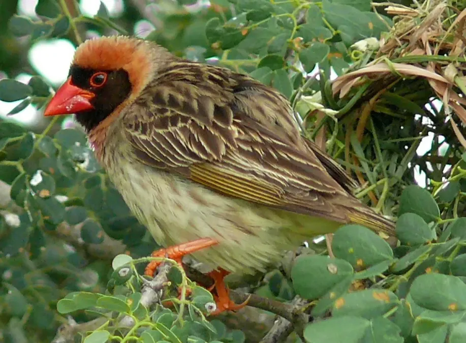 File:Red-billed Quelea (Quelea quelea) (6040990915).jpg