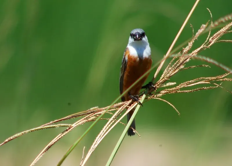 File:Sporophila palustris.jpg