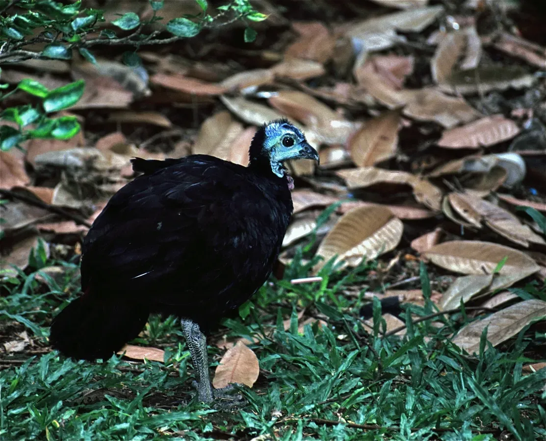 File:Wattled Brush-turkey (Aepypodius arfakianus) (7937162662).jpg