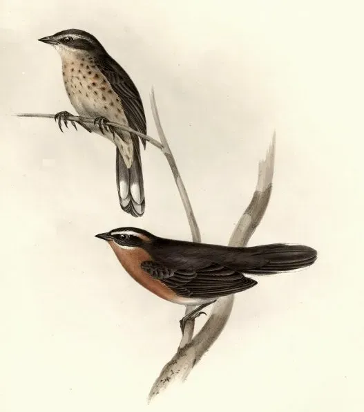File:Poospiza nigrorufa nigrorufa.jpg