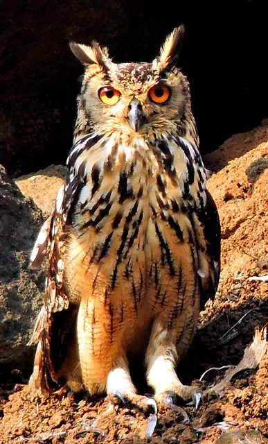 File:Indian eagle-owl (Bubo bengalensis) Photograph By Shantanu Kuveskar.jpg