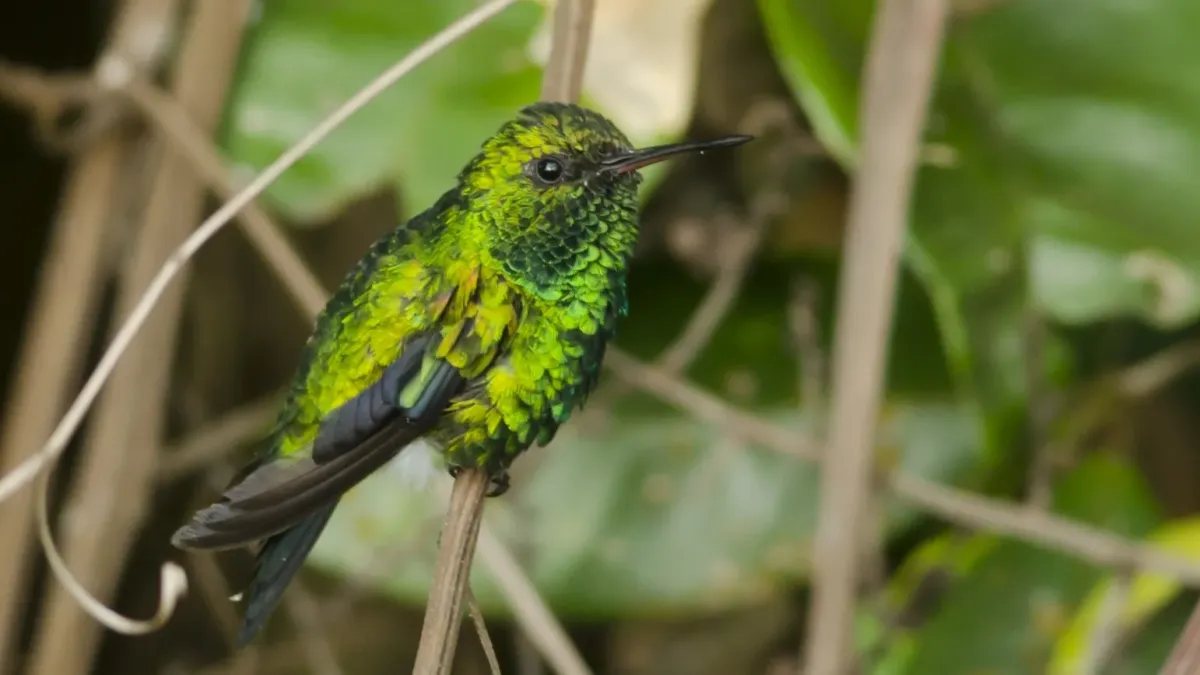 File:Chlorostilbon gibsoni macho (17186001392).jpg