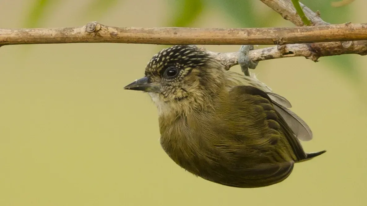 File:Picumnus olivaceus hembra (16567469923).jpg
