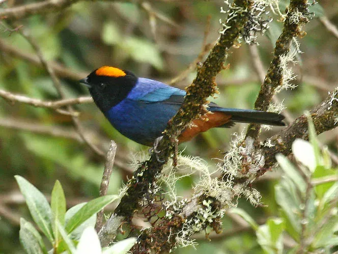 File:Iridosornis rufivertex.jpg