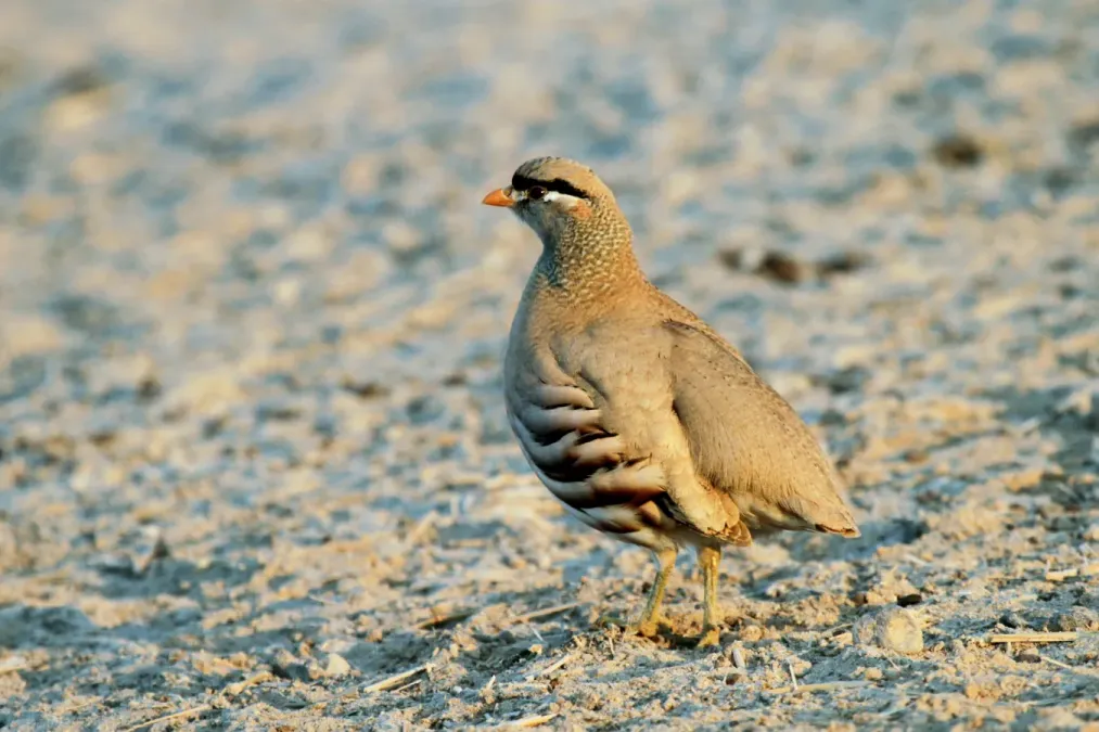 File:See-see Partridge, Ammoperdix griseogularis (5829563744).jpg