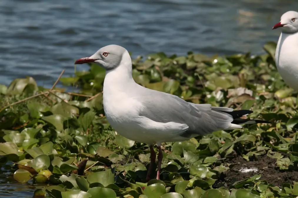 File:Chroicocephalus cirrocephalus, Naivasha, Kenya.jpg