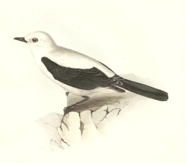 File:Heteroxolmis dominicana.jpg