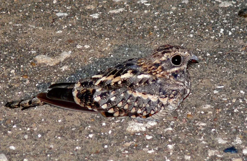 File:Square-tailed Nightjar (Caprimulgus fossii) (6045934838).jpg