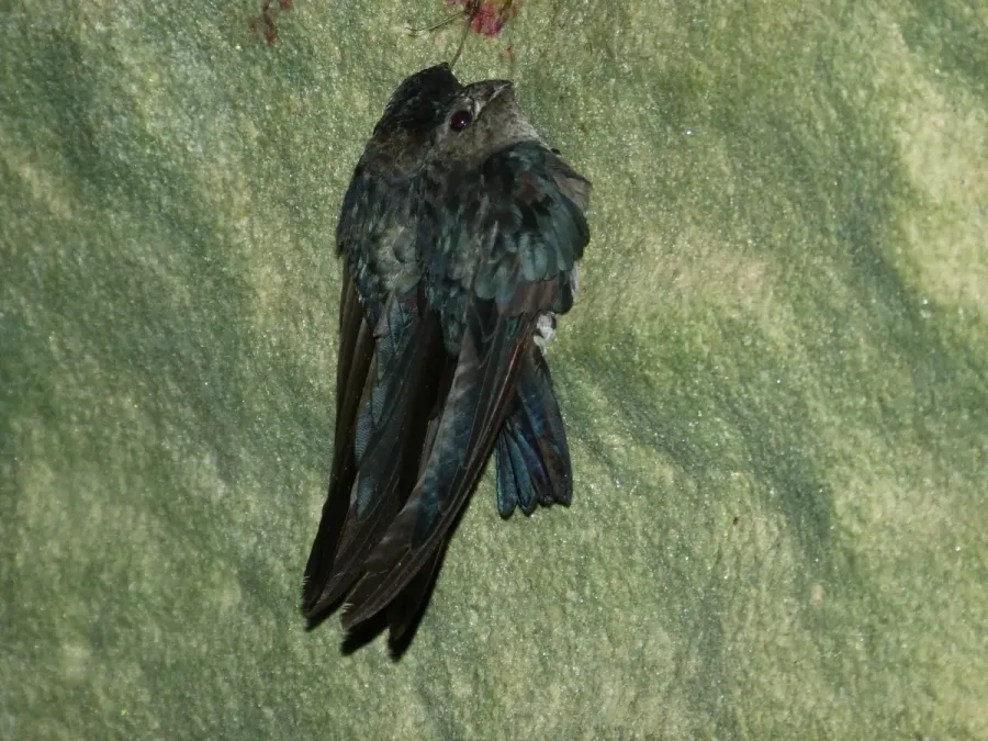 File:Glossy Swiftlets (Collocalia esculenta) (8127975211).jpg
