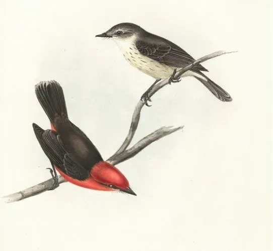File:Pyrocephalus rubinus nanus.jpg