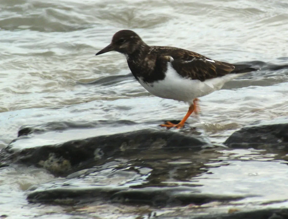 File:Arenaria melanocephala (tournepierre).jpg
