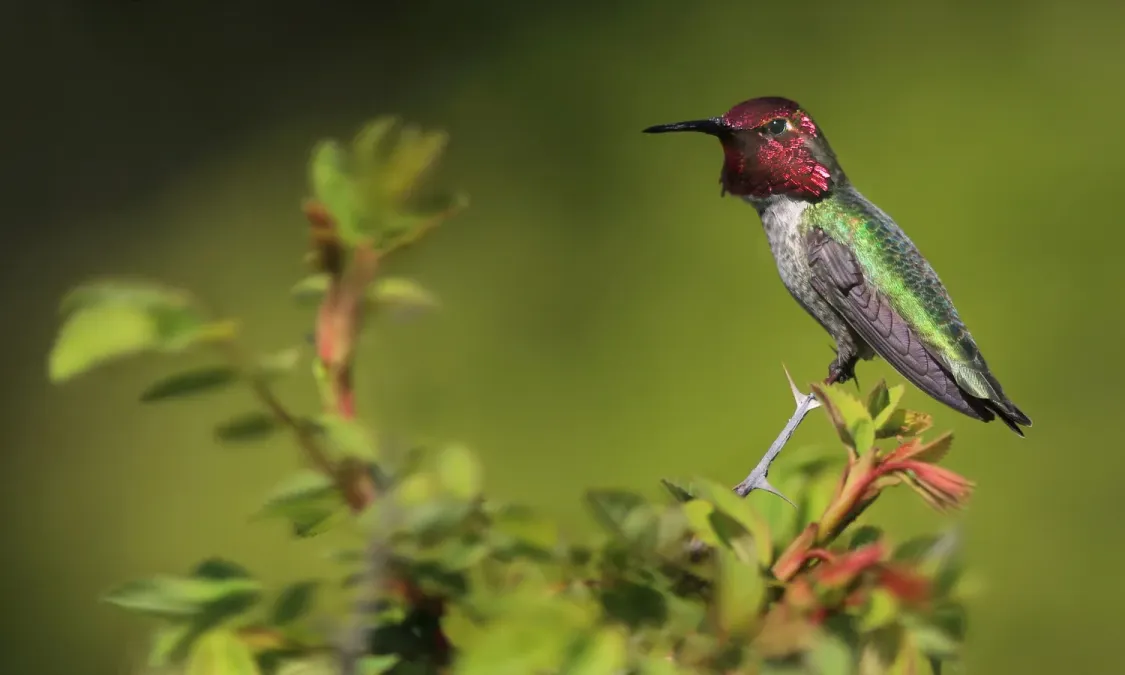 File:Anna's Hummingbird (Calypte anna).jpg