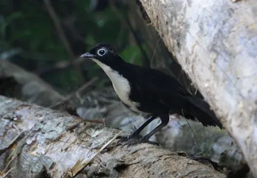 File:Chowchilla Orthonyx spaldingii (male).JPG