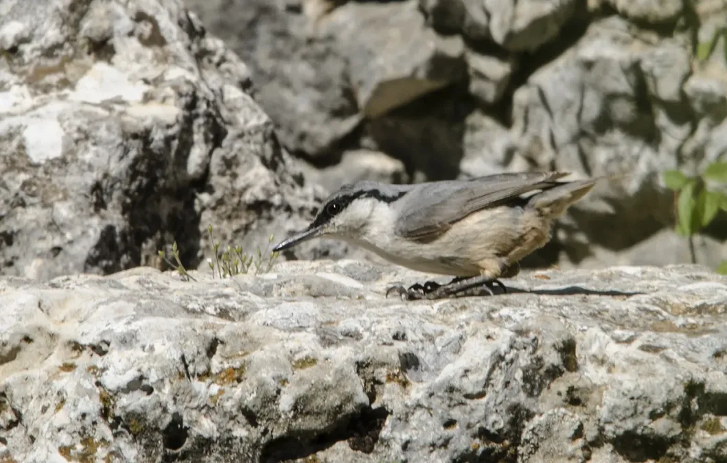 File:Sitta neumayer - Western Rock Nuthatch - Kaya sıvacısı 02.jpg