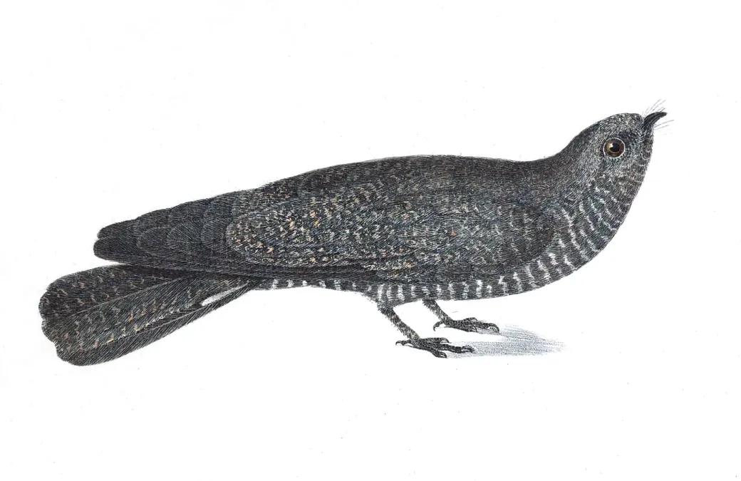 File:Nyctiprogne leucopyga from Spix 1825.jpg