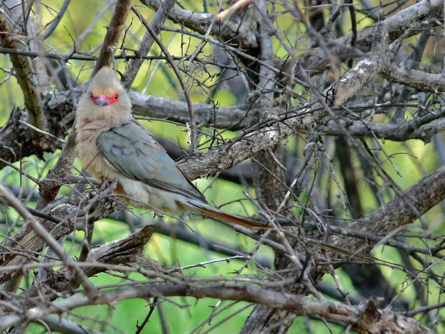 File:Red-faced Mousebird (Urocolius indicus).jpg