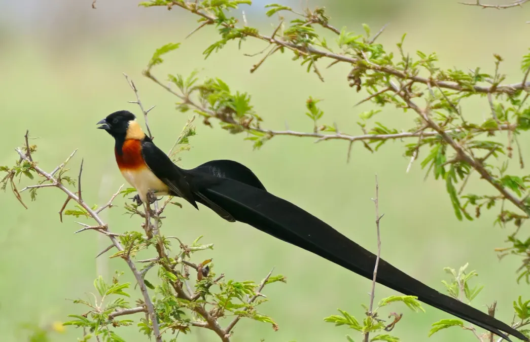 File:Long-tailed Paradise Whydah (Vidua paradisaea) (17329851342).jpg