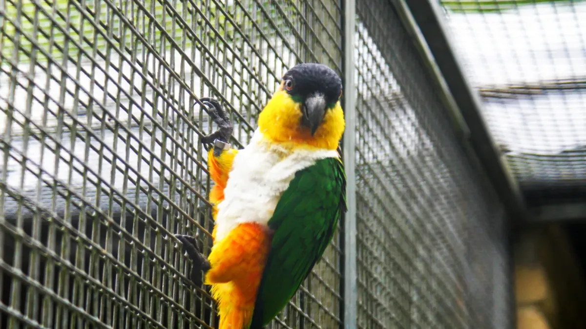 File:Black-headed parrot (Pionites melanocephalus) (1).jpg