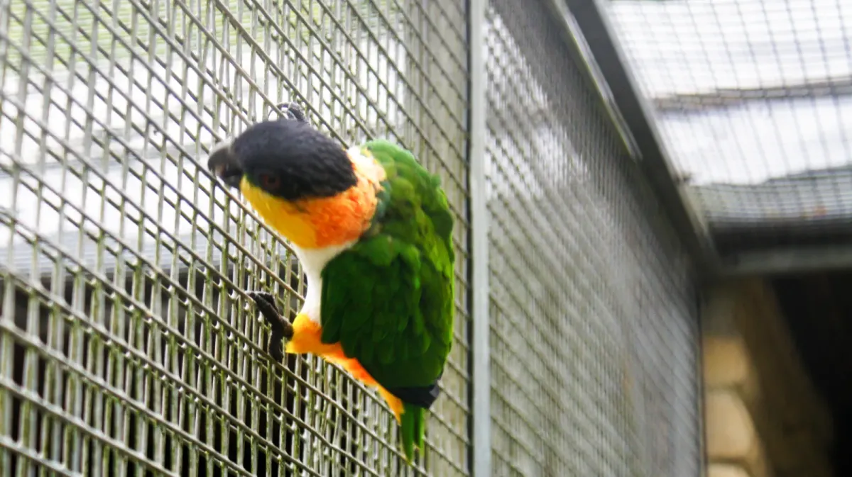 File:Black-headed parrot (Pionites melanocephalus) (2).jpg