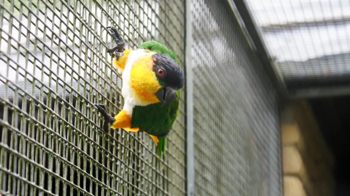 File:Black-headed parrot (Pionites melanocephalus) (3).jpg