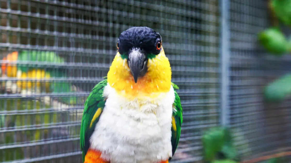 File:Black-headed parrot (Pionites melanocephalus) (4).jpg
