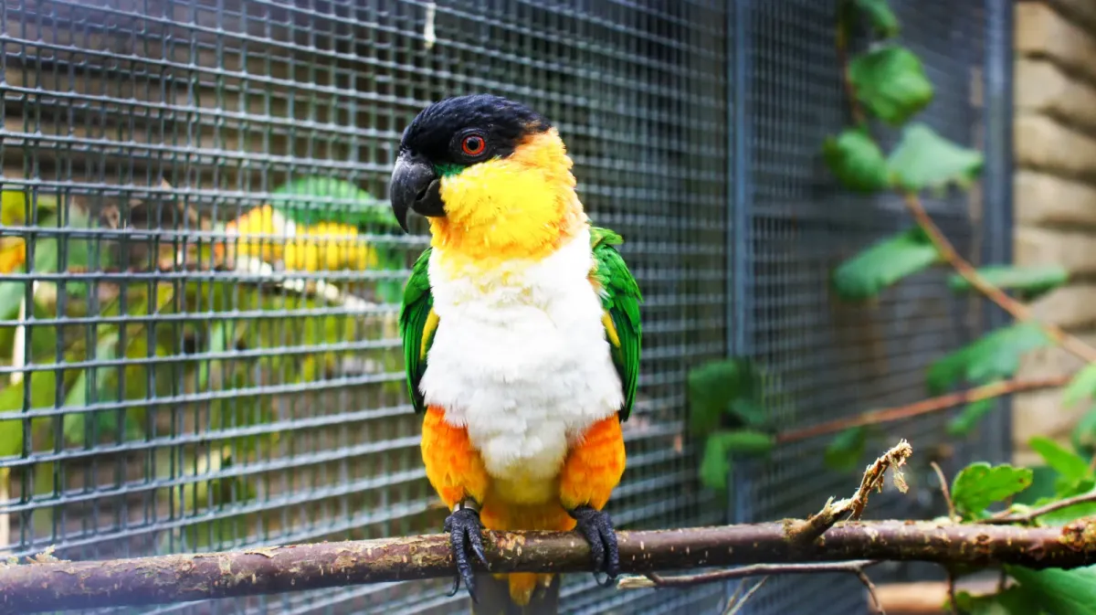 File:Black-headed parrot (Pionites melanocephalus) (5).jpg